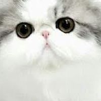 คนรักแมว