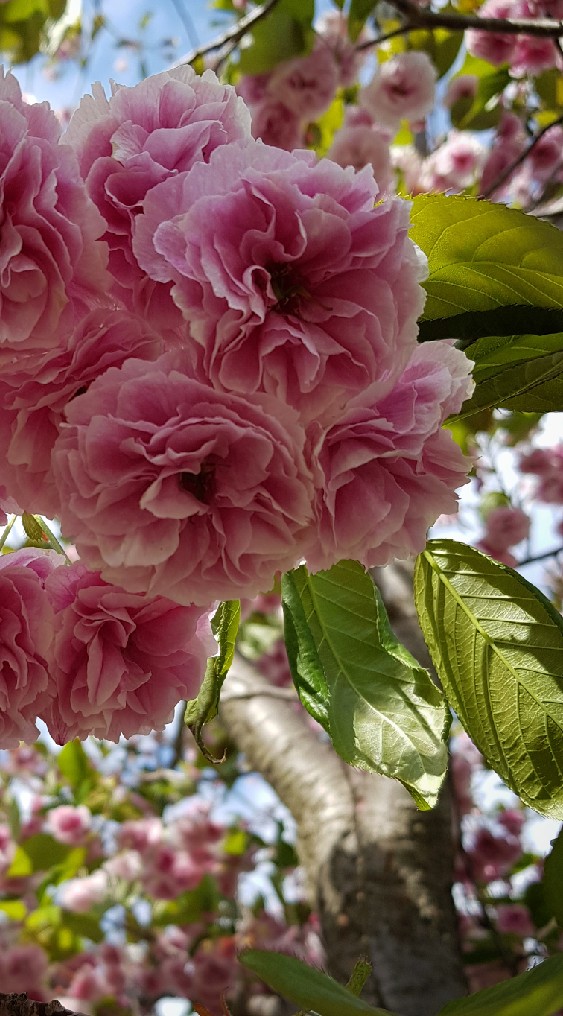 🌸ดอกไม้สวยจากการท่องเที่ยว