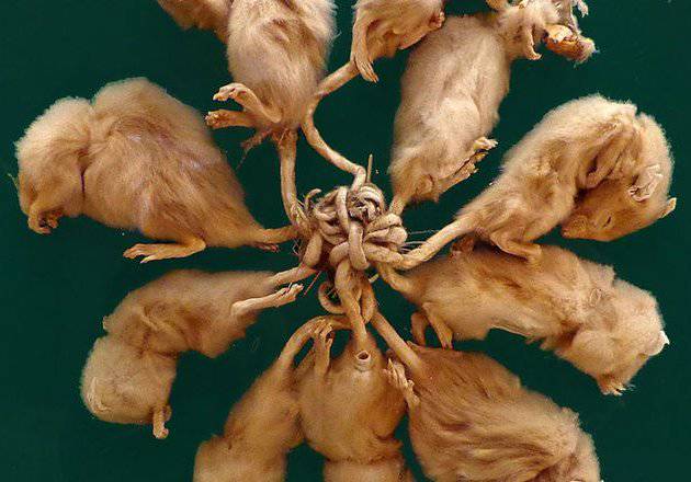 (Foto: Edelseider/Wikimedia)