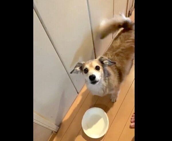 おかわりアピールがスゴい犬に胸キュン