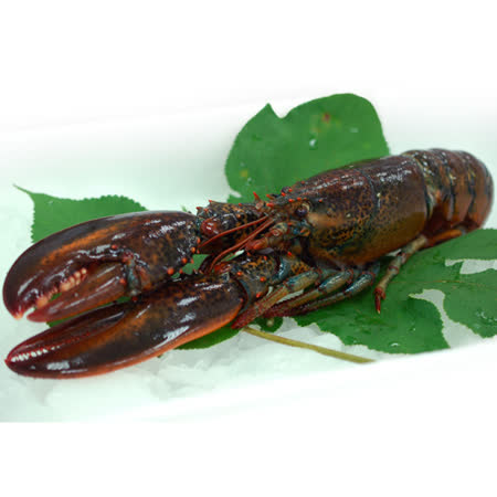 ★肉質甘甜、低脂、低膽固醇是最大特色! ★鮮紅外殼中的雪白滑嫩龍蝦肉! ★龍蝦鮮嫩彈牙 珍貴的美國名產 ★來自純淨海洋頂級龍蝦本身帶海鹽 ★料理時不需調味