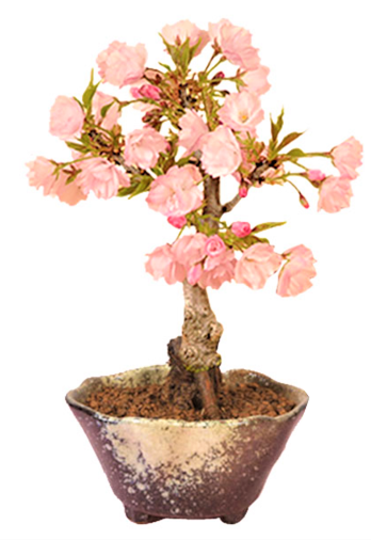 母の日 新型コロナで変わるプレゼント サクラ盆栽やフィットネスグッズが人気