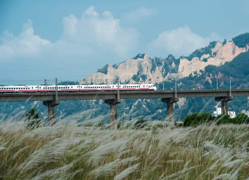 芒草季節、芒草