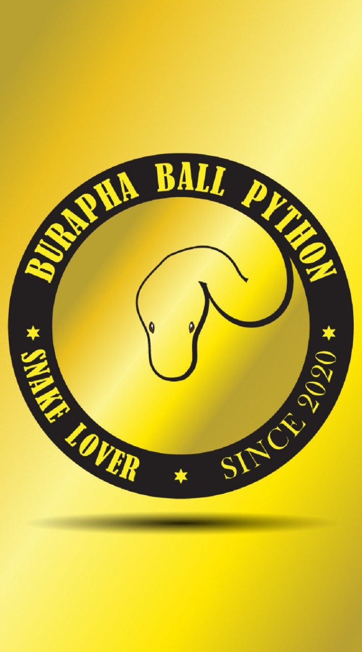 BURAPHA​ ​BALL PYTHON