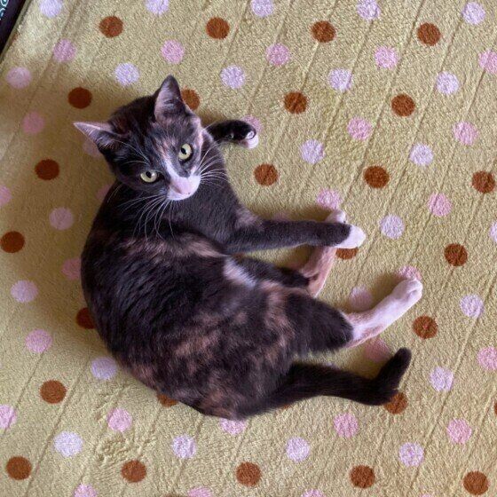 猫好きなら知っていて当たり前 約９割の猫好きが知っていると回答の かぎしっぽ