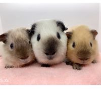 全台唯一專業培育天竺鼠🐭大明鼠鼠-無毛、加州天竺鼠🐭