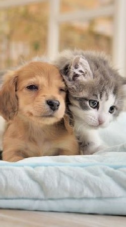 【千葉県】♡I LOVE PET♡