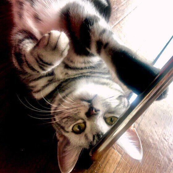 危険な場合も またたびを与えないほうがいい 猫の特徴