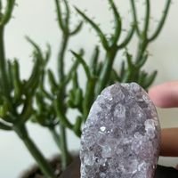 心旅者與他們的晶靈旅伴