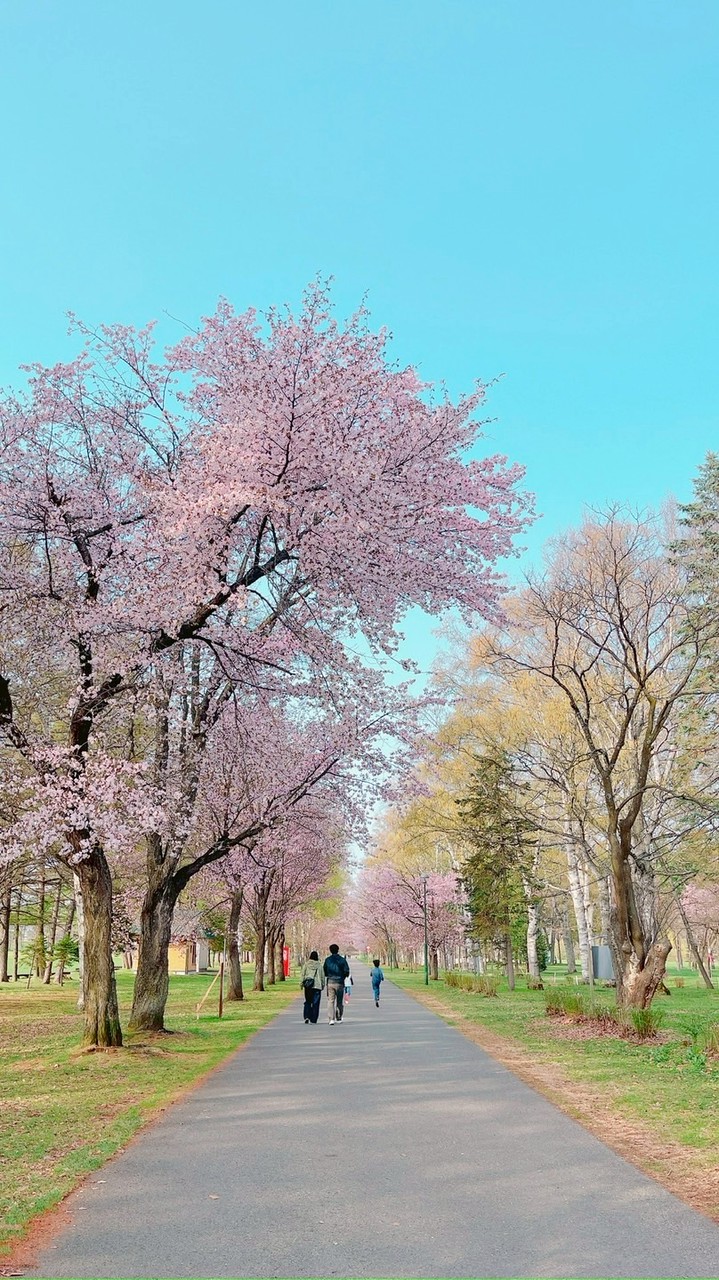 🌸4/29(火・祝)10:00-11:00桜ヨガ