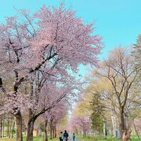 🌸4/29(火・祝)10:00-11:00桜ヨガ
