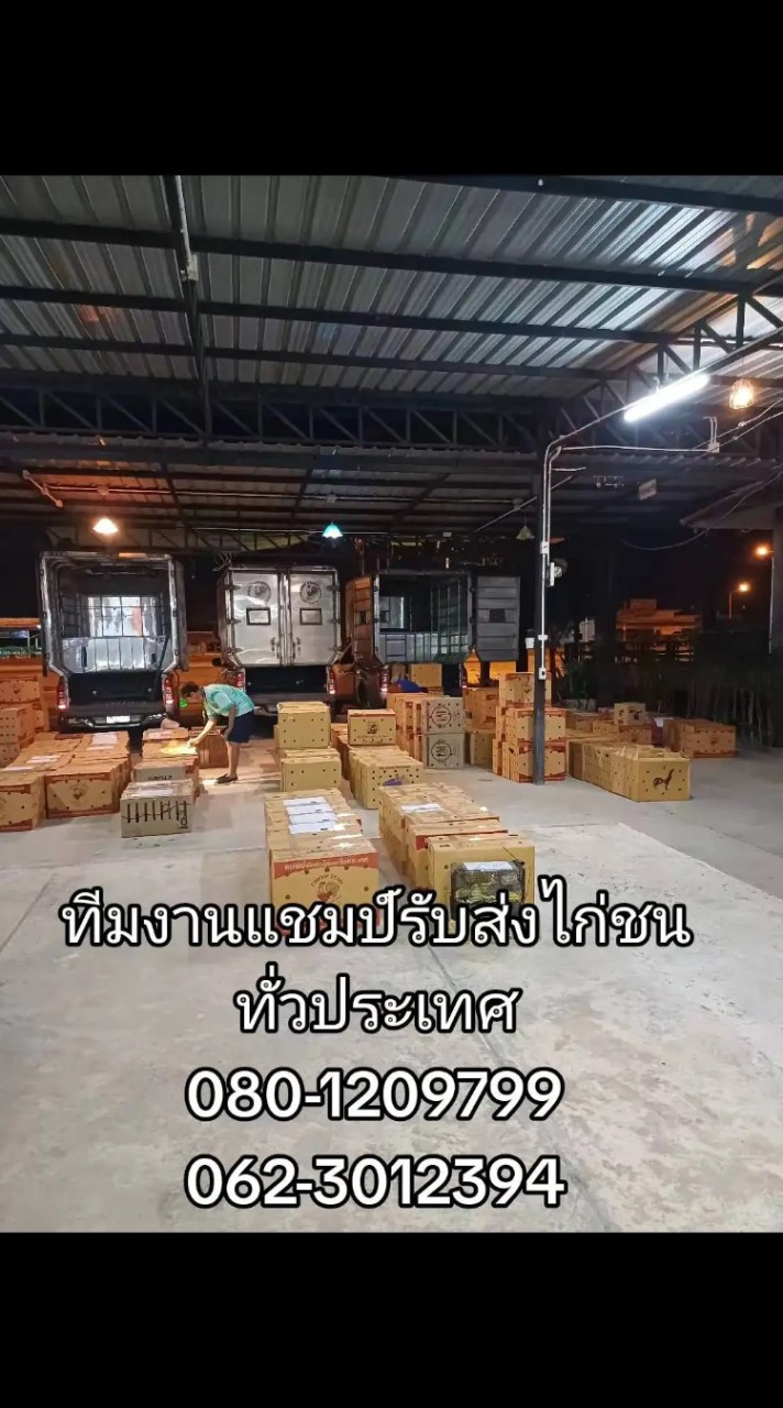 รถแชมป์รับส่งไก่ชนทั่วประเทศ
