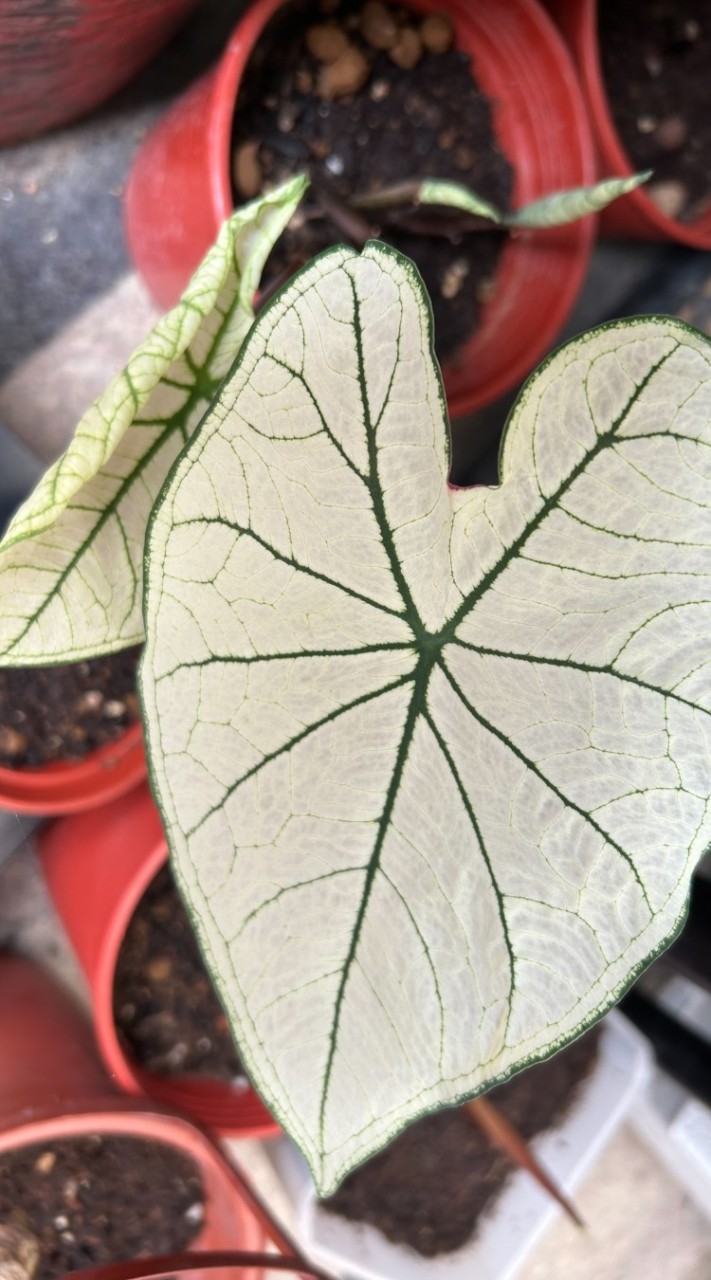 Vicky的植物園