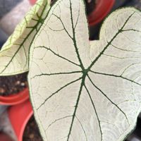Vicky的植物園