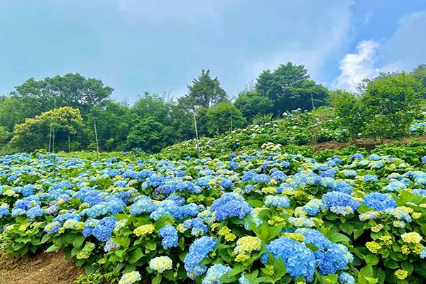 不只陽明山 絕美繡球花海花田夢幻登場 景點家 Line Today