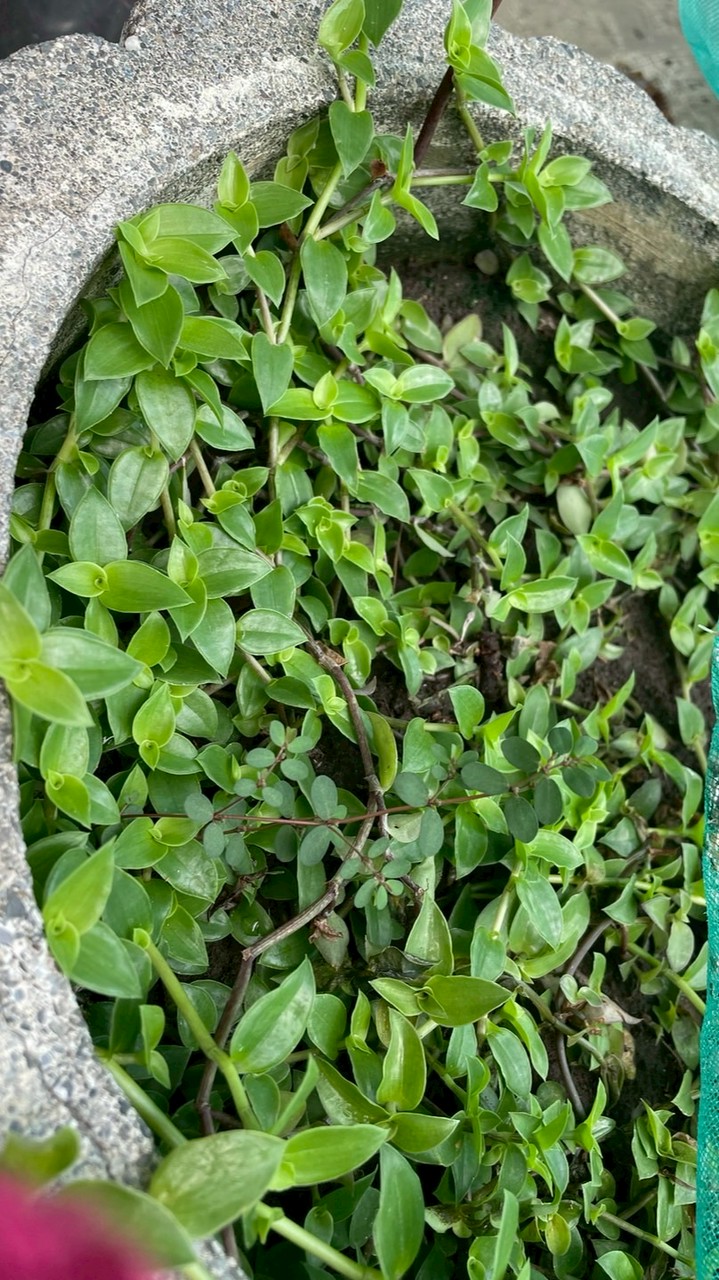 黑黑蟋蟀家居