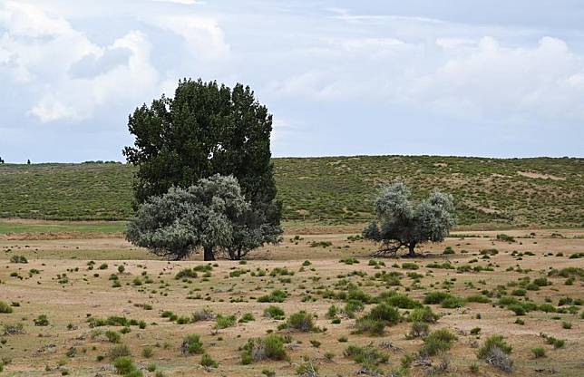 This photo taken on July 21, 2023 shows trees growing at a privately-run pasture in Hanggin Banner, north China's Inner Mongolia Autonomous Region. For decades, people living by the deserts have been devoting themselves to reforestation campaigns under guidance and support from the local authorities. (Xinhua/Liu Lei)