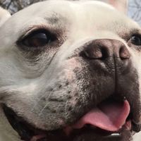 広島県メイン迷子犬保護犬里親情報共有オープンチャット