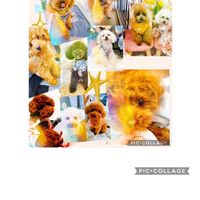 Dear❥❥トイプードル