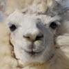 アルパカ先生のBO配信