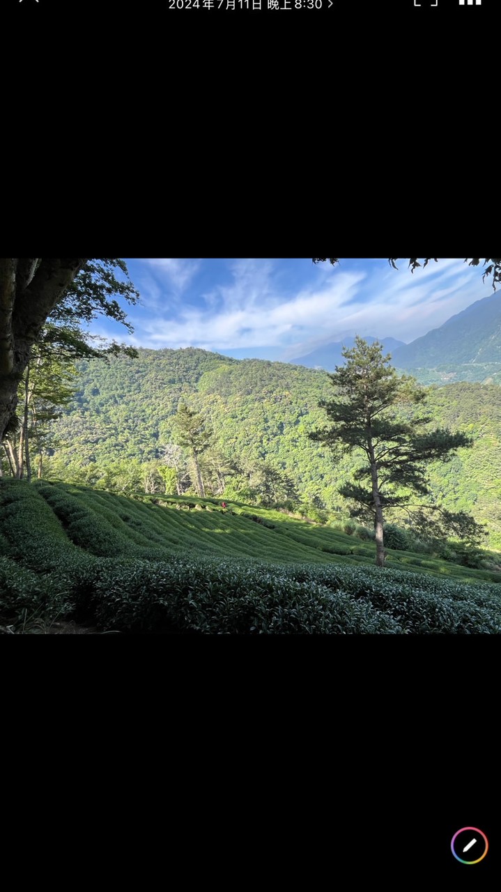 茶友芊穎