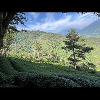 茶友芊穎