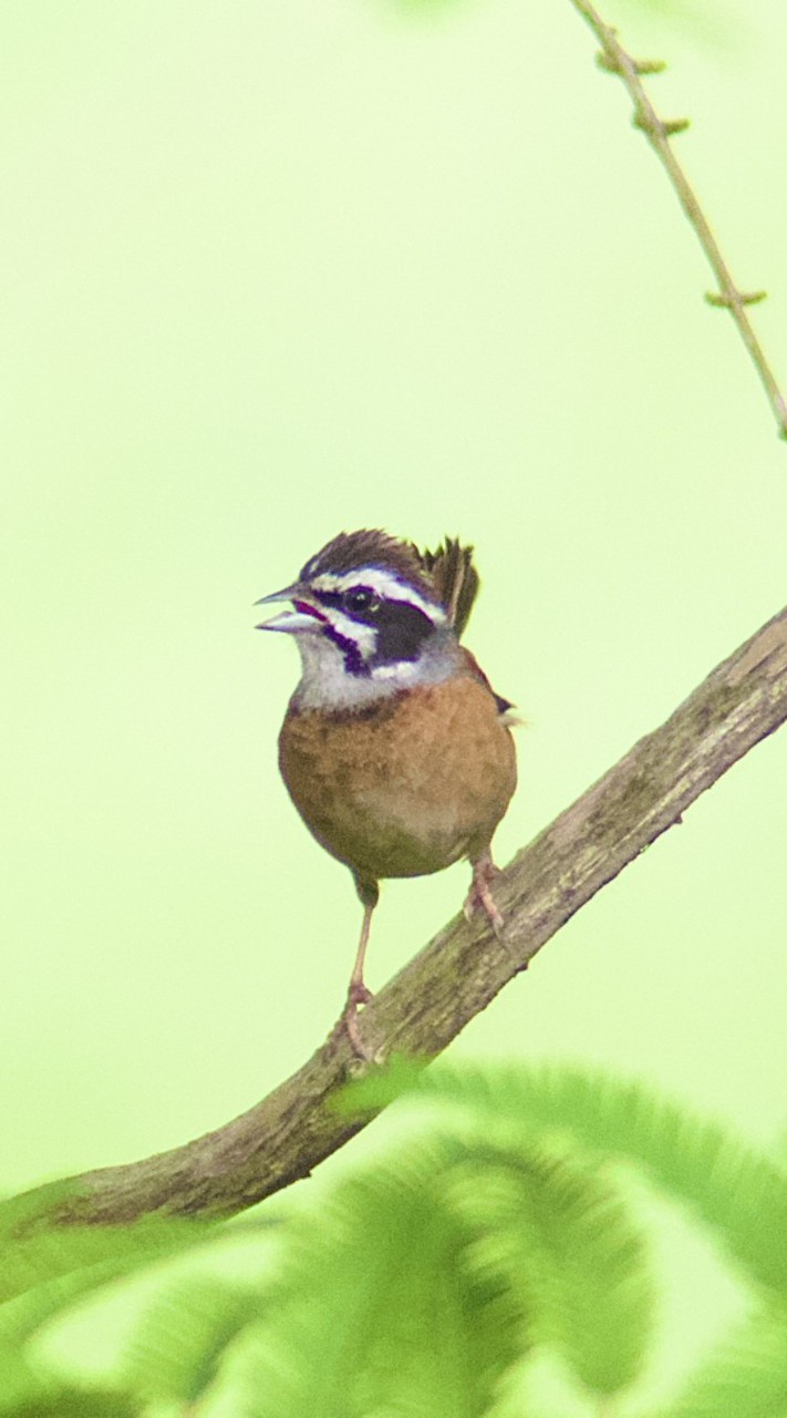 京都・滋賀で野鳥観察・撮影🐦📸
