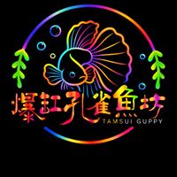 💥爆缸孔雀魚坊🧪｜淡水孔雀魚專賣｜大陸進口&台產純品系孔雀魚｜水族飼養經驗交流分享｜競標交流群