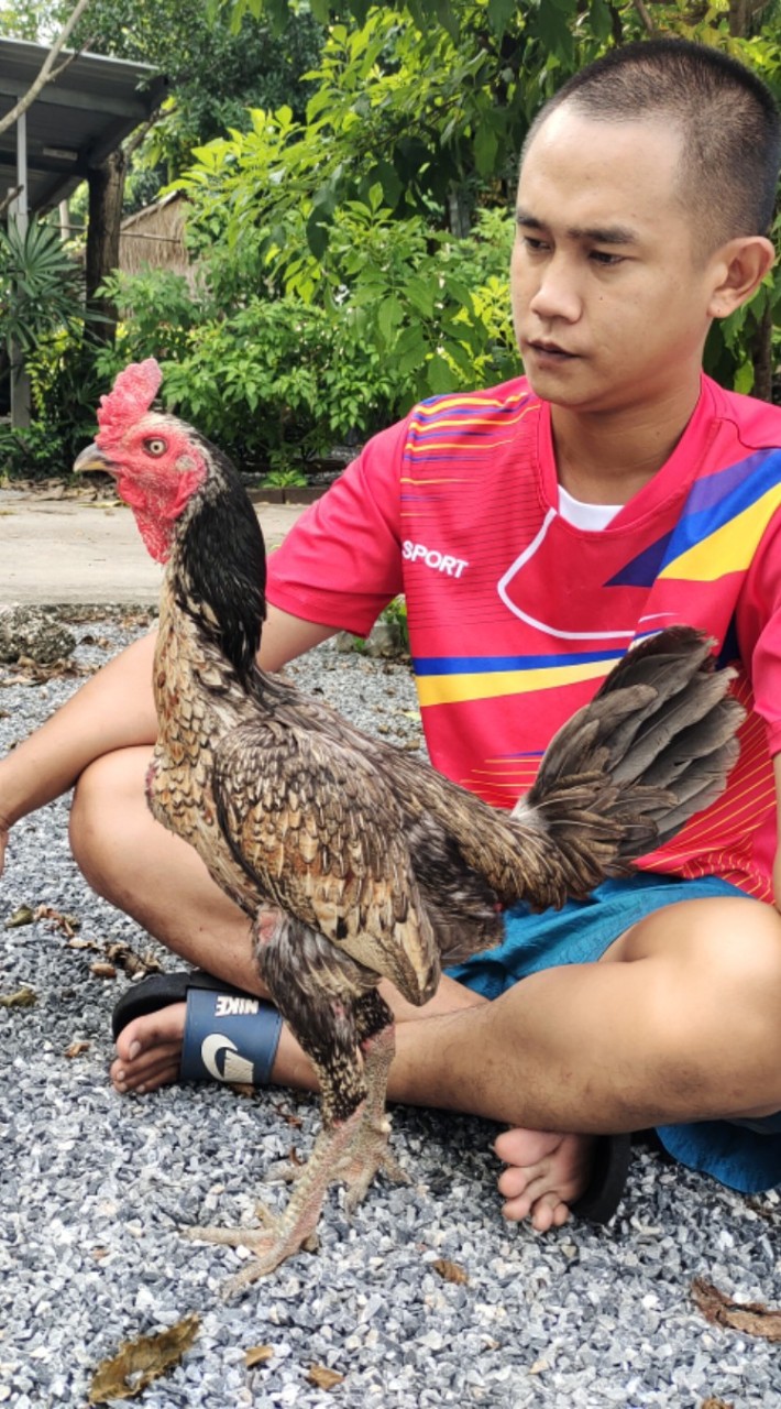 น้องกานต์ฟาร์ม (ปากช่อง)