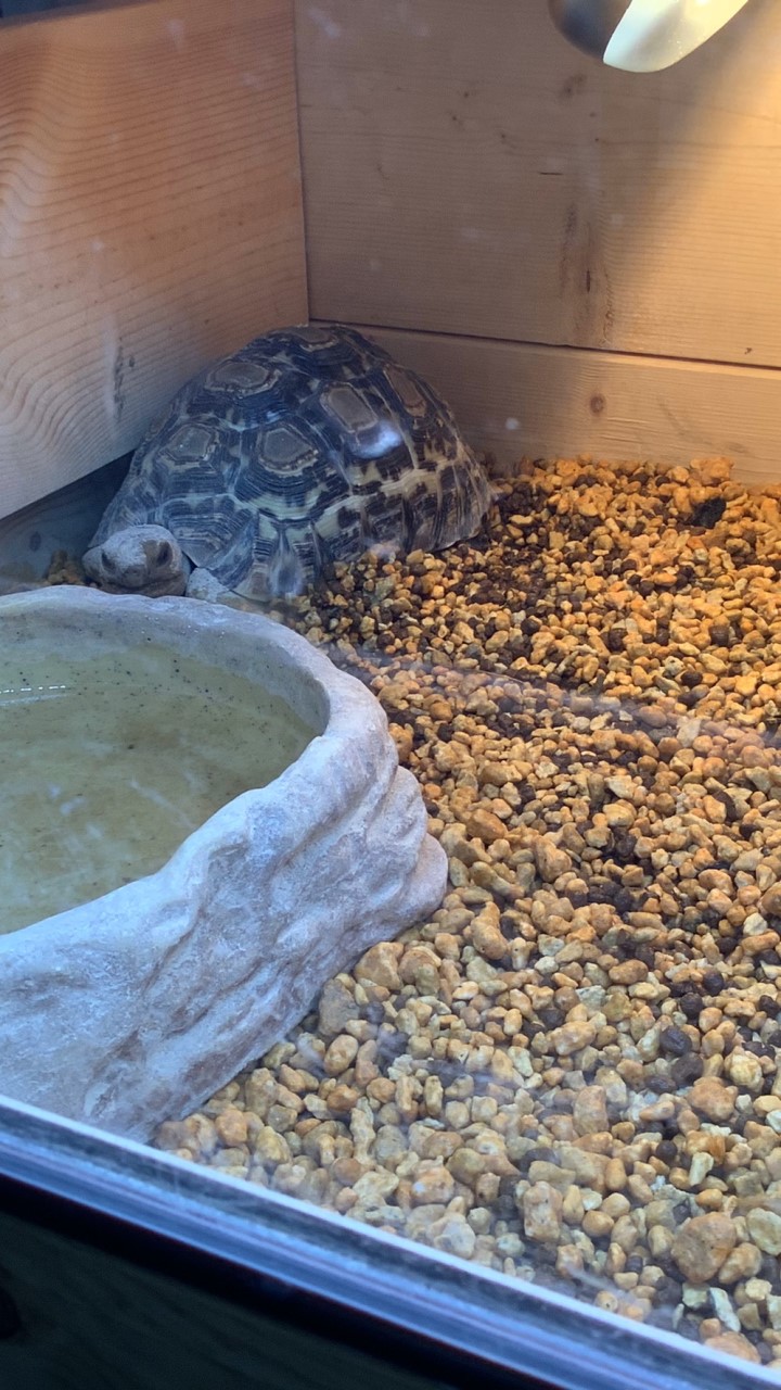 ヒョウモンガメ