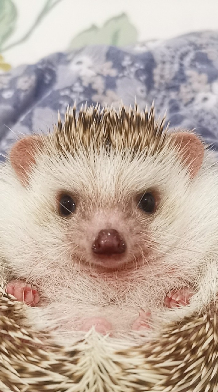 เม่นน้อยจอมซน​ 🦔