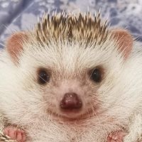 เม่นน้อยจอมซน​ 🦔