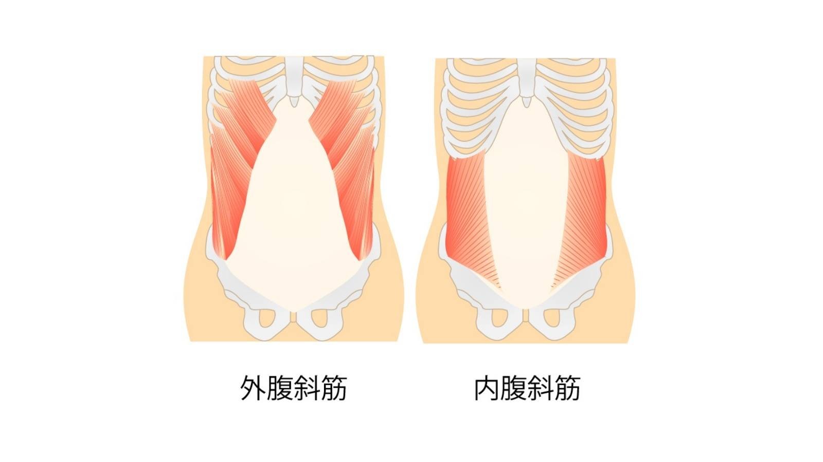 1日たった1分 腹斜筋 でくびれができる