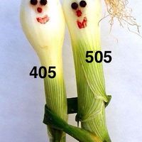 405 + 505