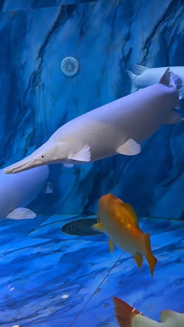 水族批發零售