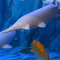 水族批發零售