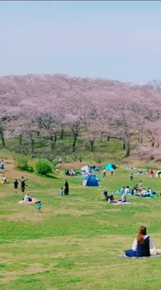 散策サークル_4月X日_山手の桜のオープンチャット