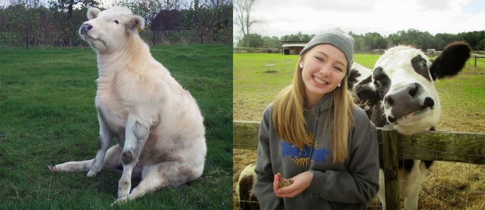 Bukan Editan 15 Foto Lucu Sapi Ini Bisa Bikin Gak Tega Potong