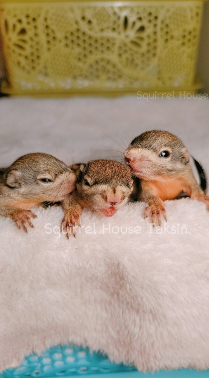 🐿️กระรอกหลากสี กระเล็น🐿️