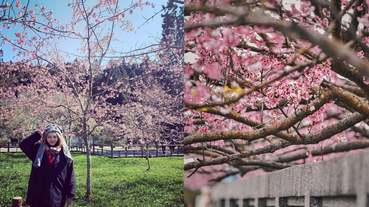 2020粉紅櫻花季開跑！全台5處「特色賞櫻景點」推薦，漫步櫻花林走春、野餐超浪漫