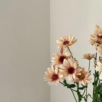 10/26-10/29🇰🇷快閃韓國代購