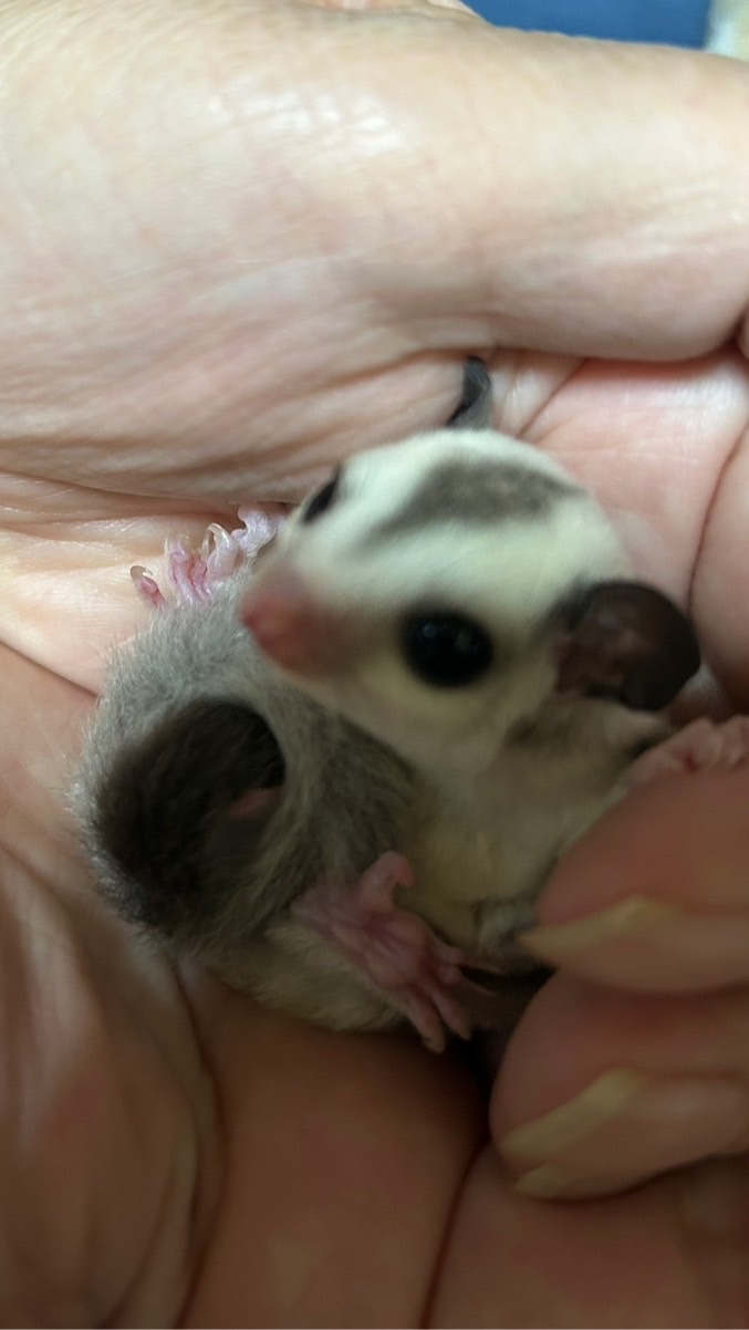 関東 (埼玉県)メイン 小動物  里親募集