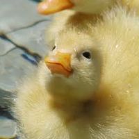 あるひ動物園