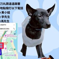 協尋刀丸（黑狗米克斯）