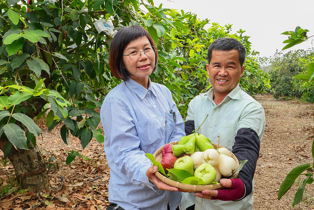 六龜鮮采蓮霧果園主要種植鳳山試驗所研發授權的黑糖芭比蓮霧外，還種植白玉、翡翠，以及小個頭通體碧綠的甘蔗蓮霧等多樣品種。(攝影/ Naru)