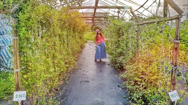 【桃園 景點】老牛休閒園藝中心 隱身楊梅的小庭園 手摘蝶豆花 泡茶聞茶香
