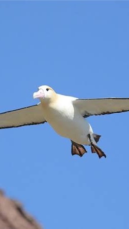 アホウドリ〜非日常の溜まり場〜