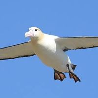 アホウドリ〜非日常の溜まり場〜