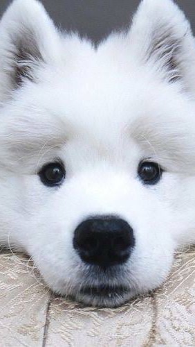 Samoyed Fanclub Thailand (กลุ่มคนรักซามอยด์)