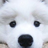 Samoyed Fanclub Thailand (กลุ่มคนรักซามอยด์)
